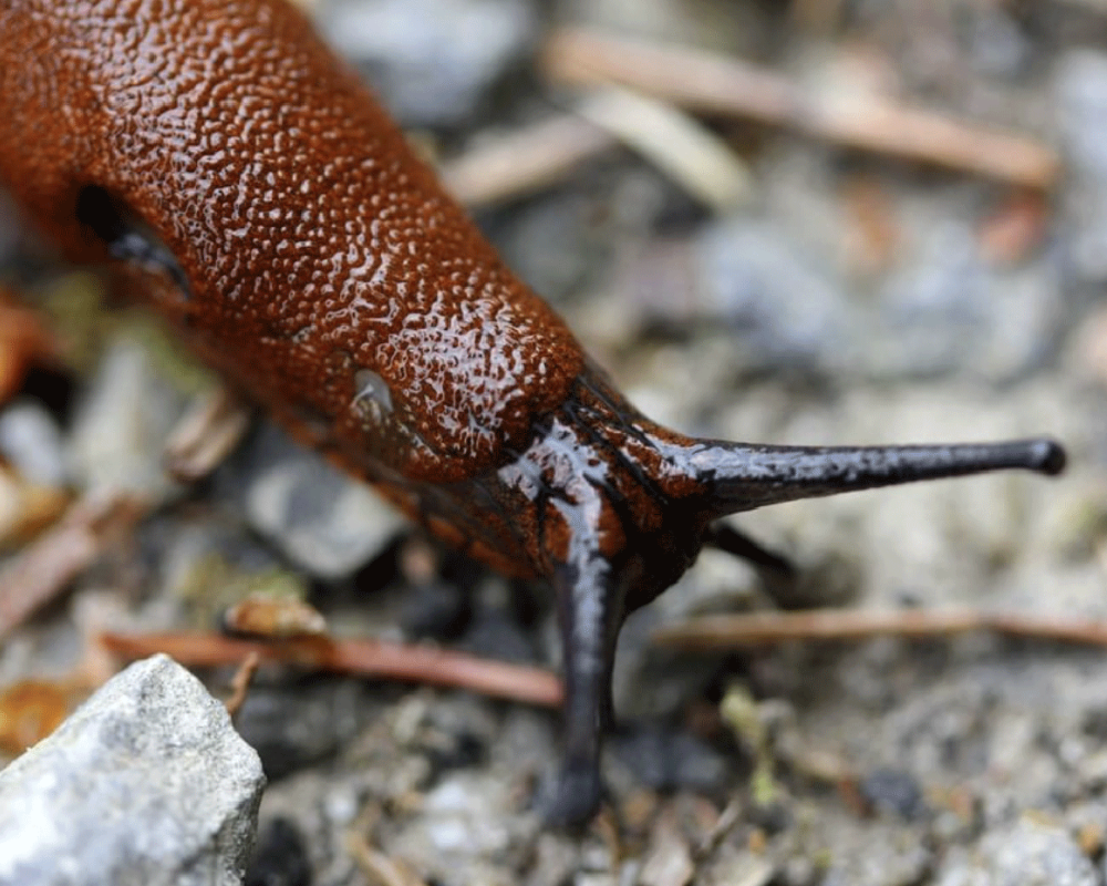 garden slug