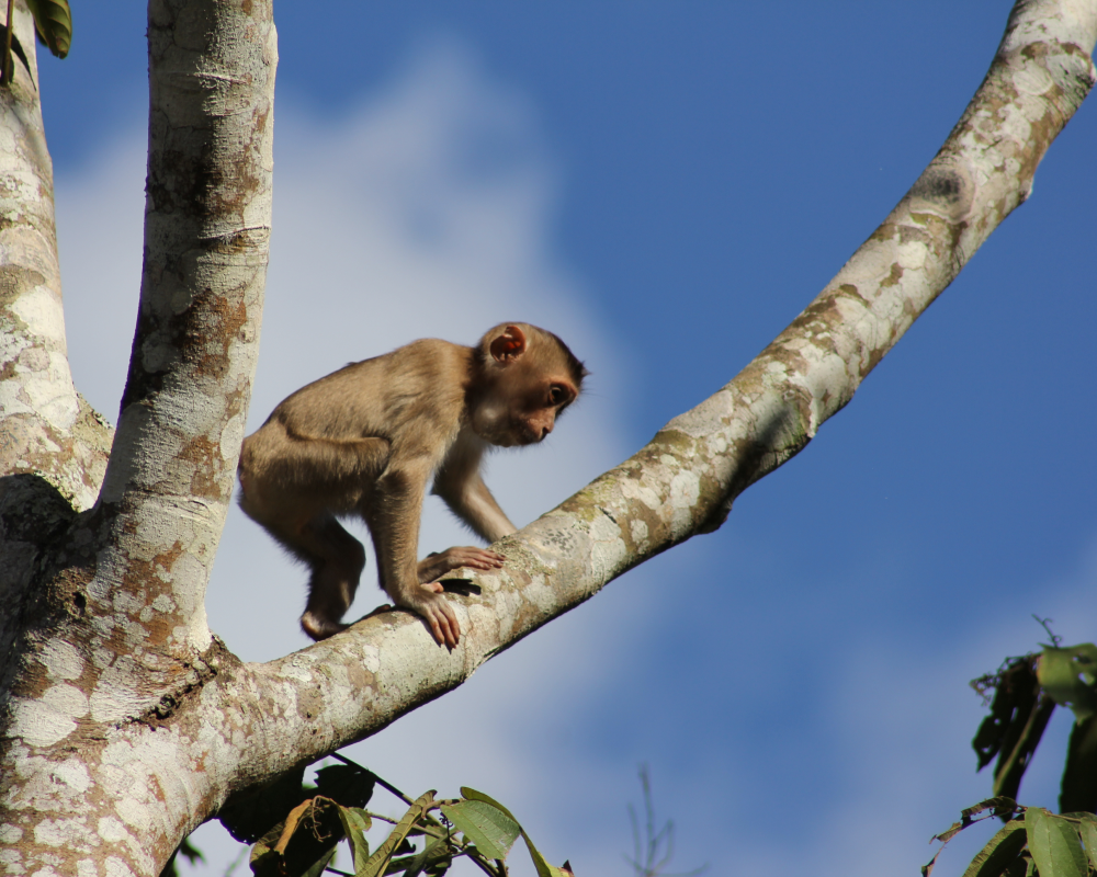 baby rhesus monkey