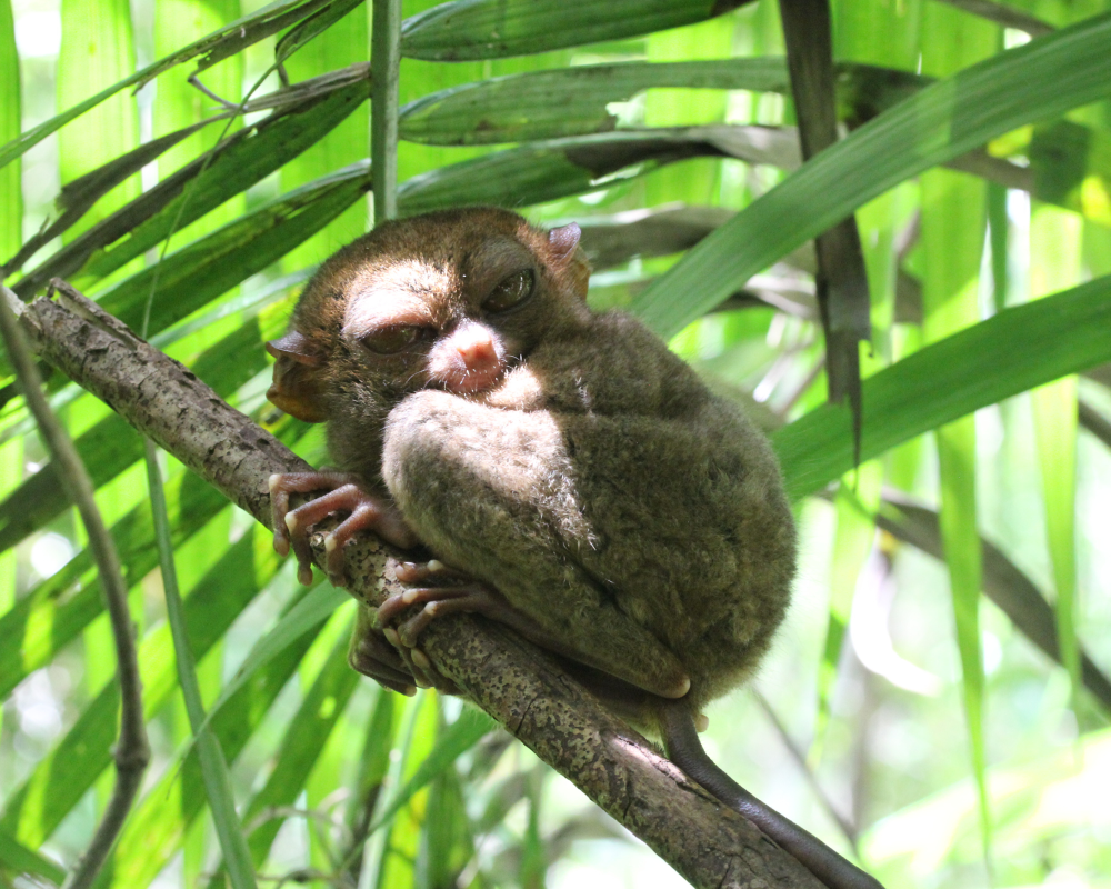Philippine Tarsier. Scientific name: Carlito syrichta.