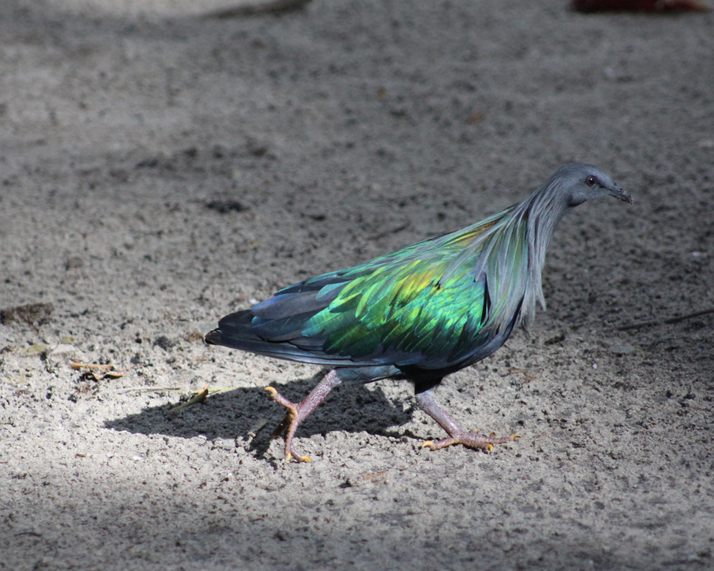 Nicobar Pigeon. Scientific name: Caloenas nicobarica.
