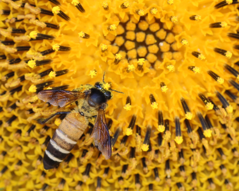 giant honey bee