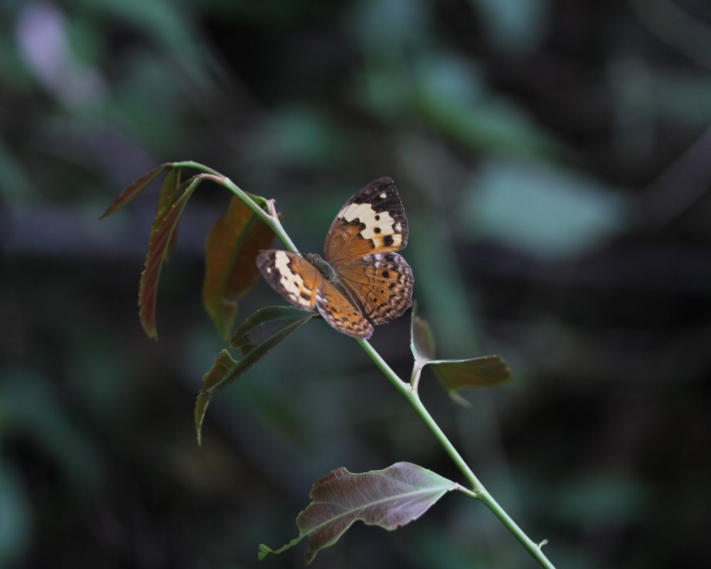 rustic butterfly