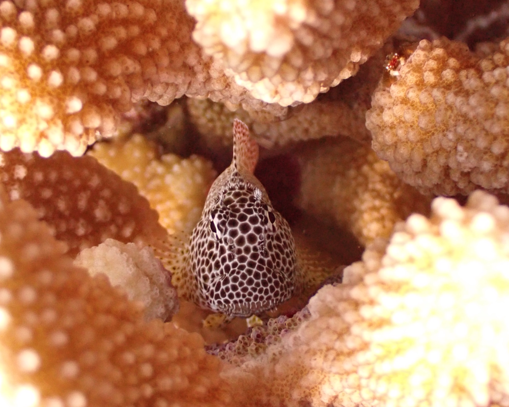 leopard blenny fish