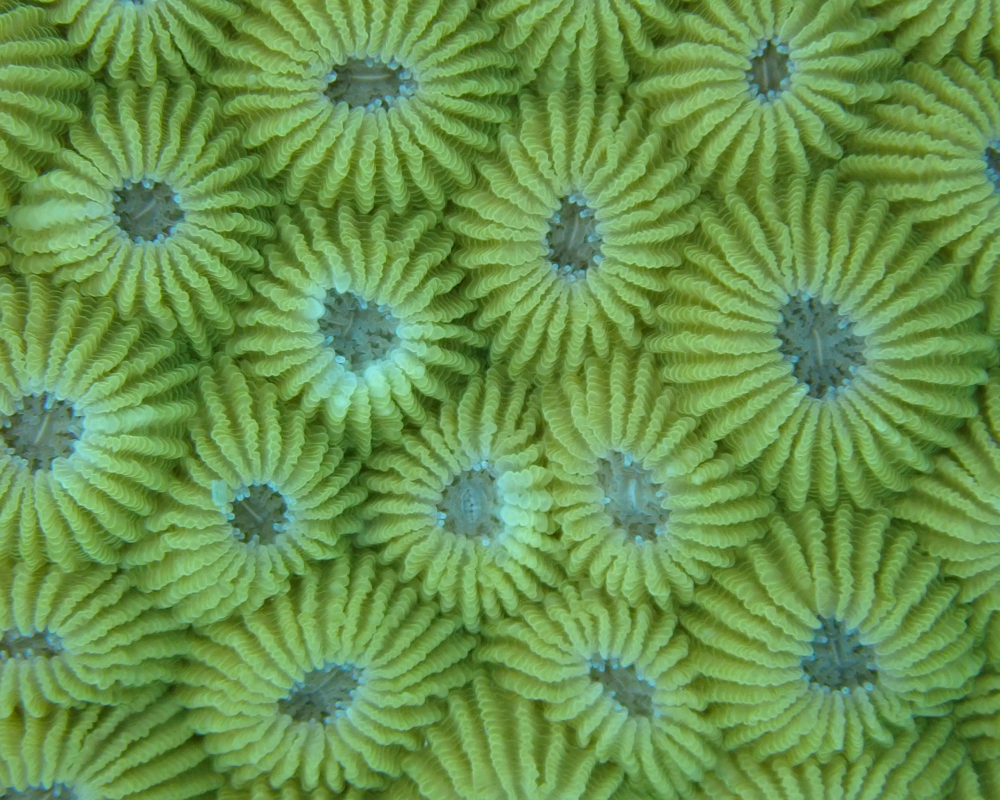 honeycomb coral