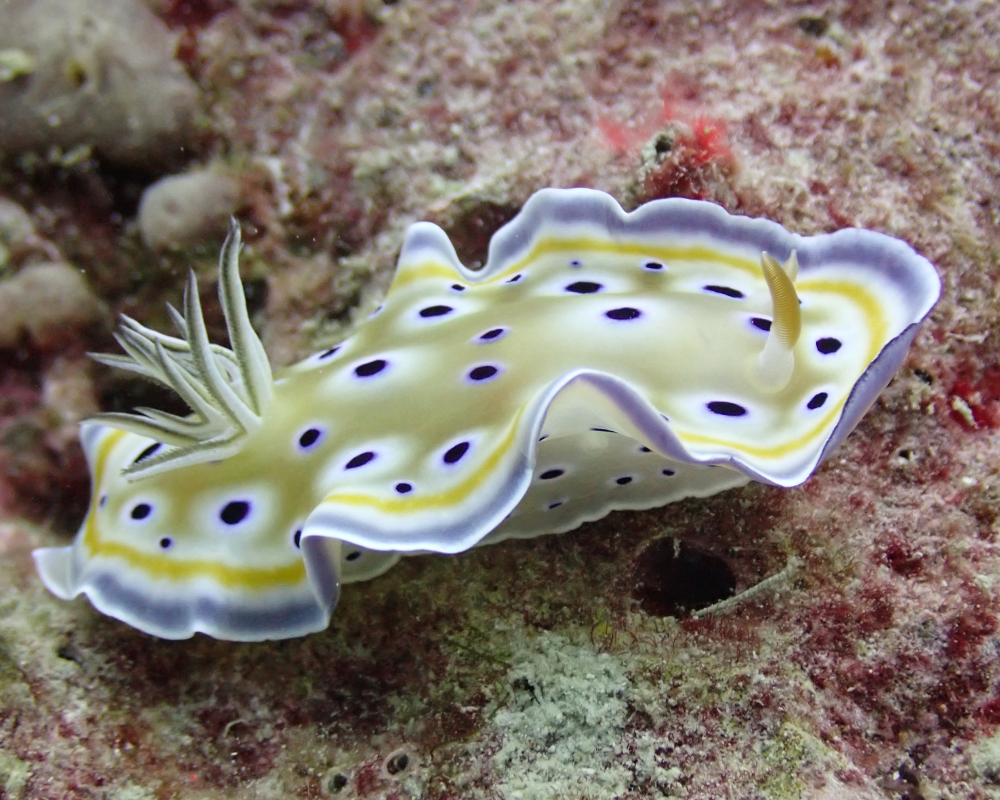 gem nudibranch sea slug