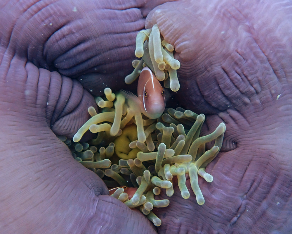 pink skunk clown fish
