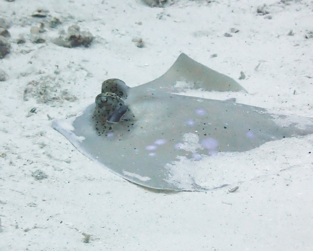 khul's stingray