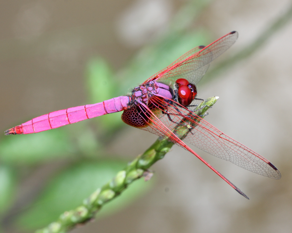 Crimson Marsh Glider. Scientific name: Trithemis aurora.