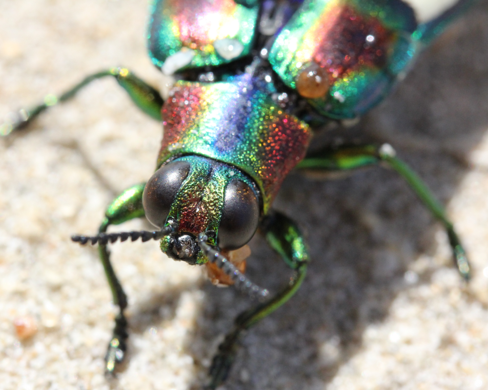 A close up photo of a jewel beetle. The scientific name is also shown (Chrysochroa fulgens).
