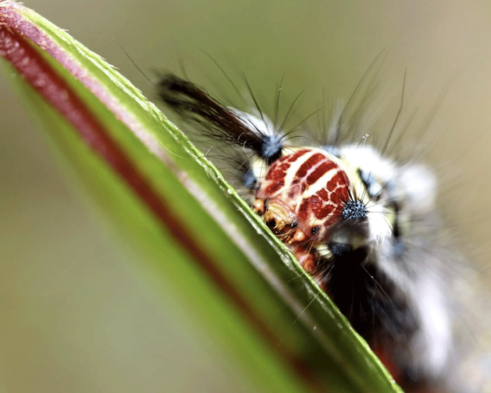 Rose-Myrtle Lappet Moth. Scientific name: Trabala vishnou.