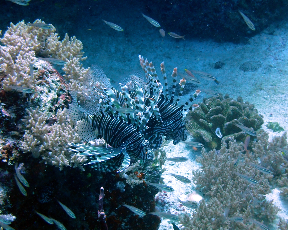 lion fish