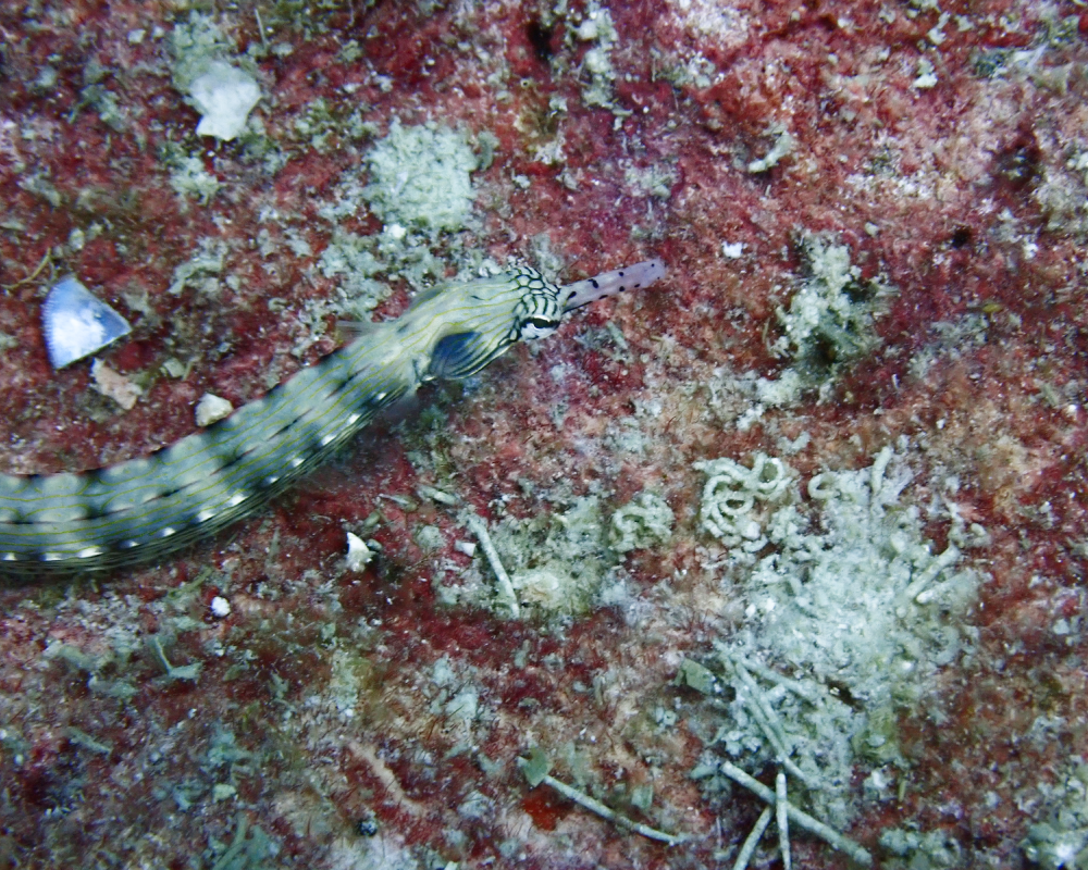 scribbled pipe fish