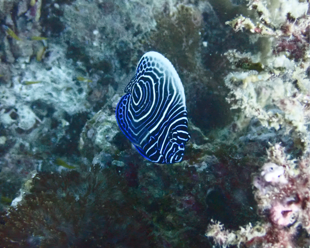 juvenile emperor angelfish