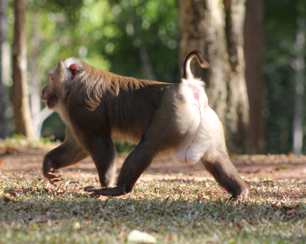 Rhesus monkey. Scientific name: Rhesus macaque.