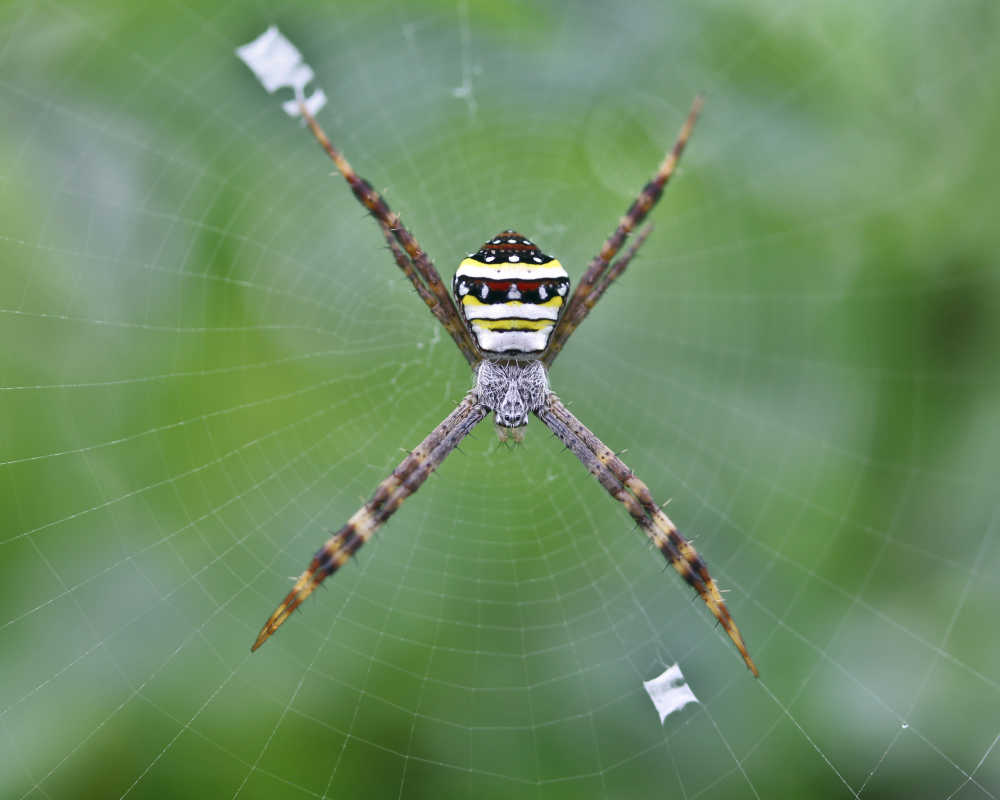 Orb weaver. Scientific name: Argiope anasuja.