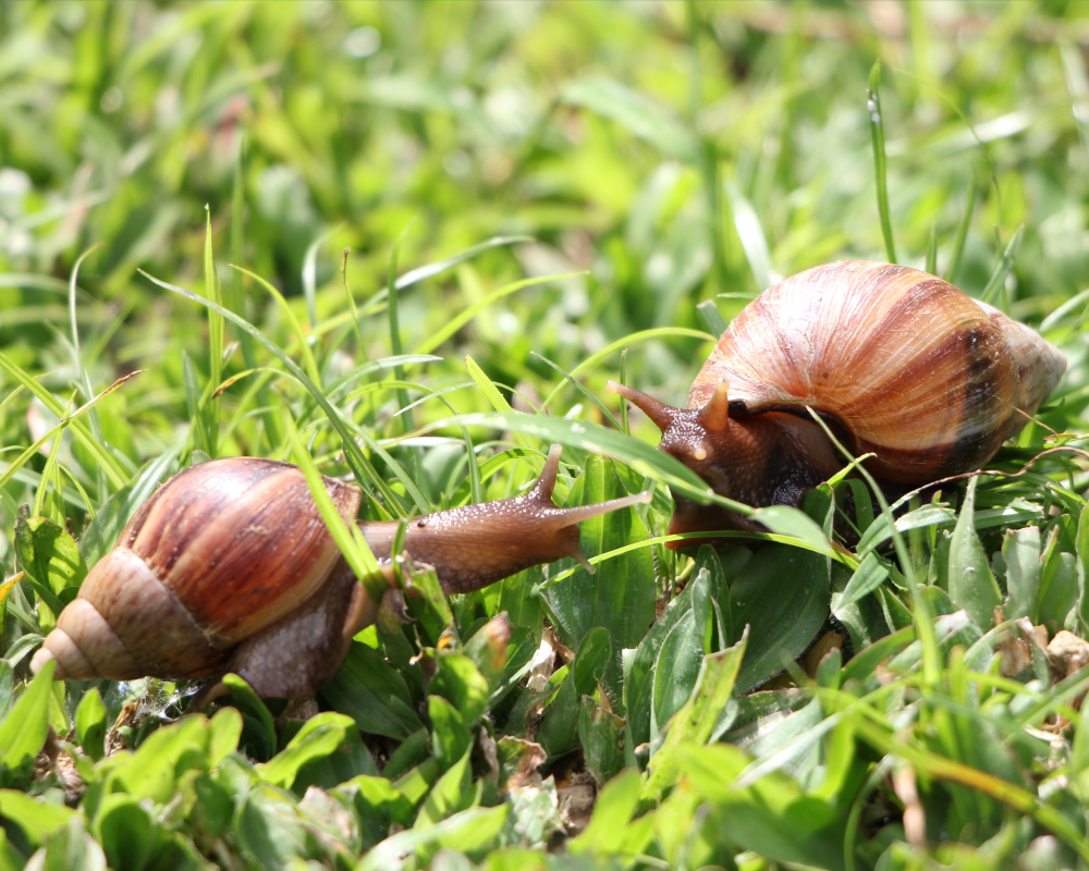 Garden snail. Scientific name: Cornu aspersum.