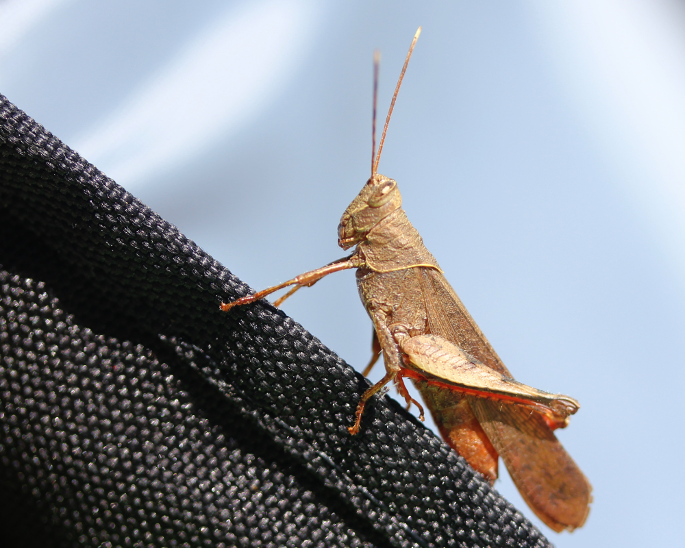Mischievous Bird Grasshopper. Scientific name: Schistocerca damnifica.