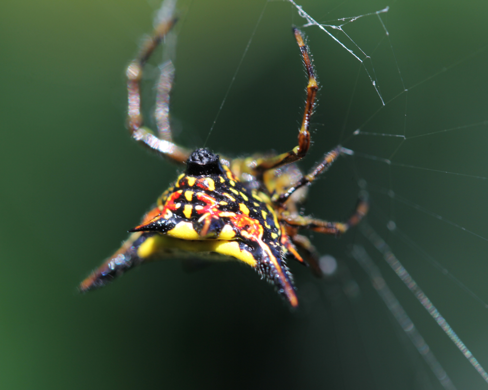 hasslet's spiny spider