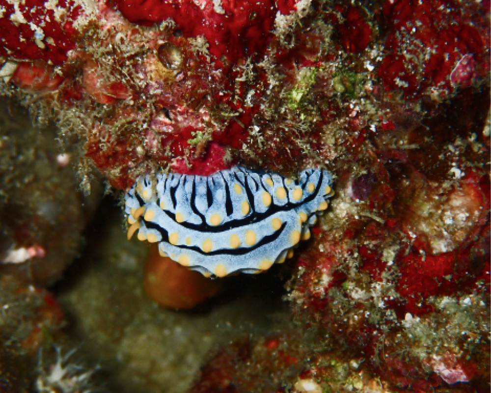 varicose wart slug
