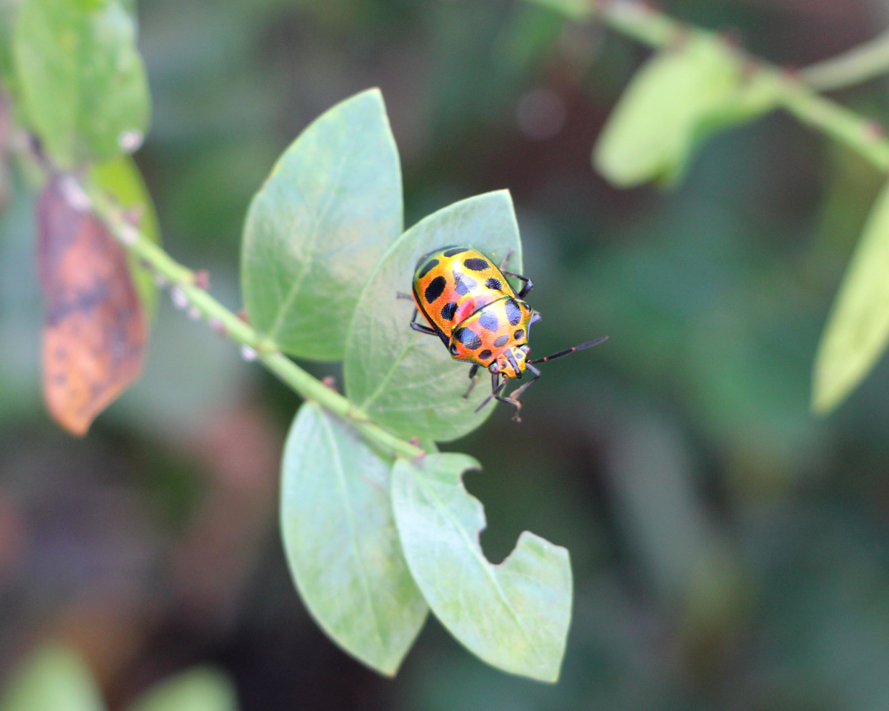 jewel bug