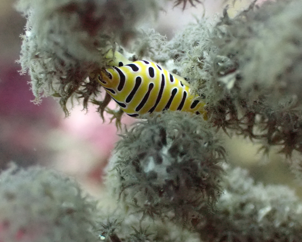 tiger egg cowry egg