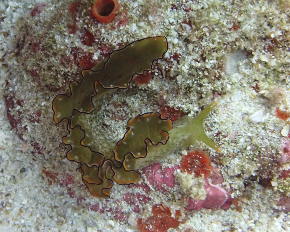 unknown nudibranch sea slug