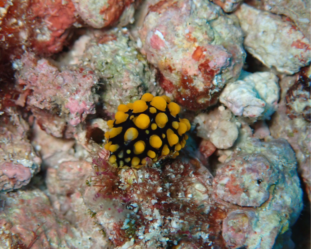 unknown nudibranch sea slug