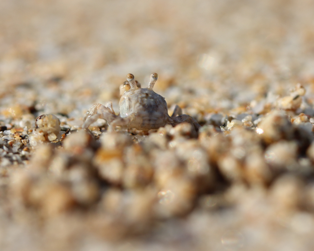 Sand Bubbler Crab. Scientific name: Dotilla fenestrata