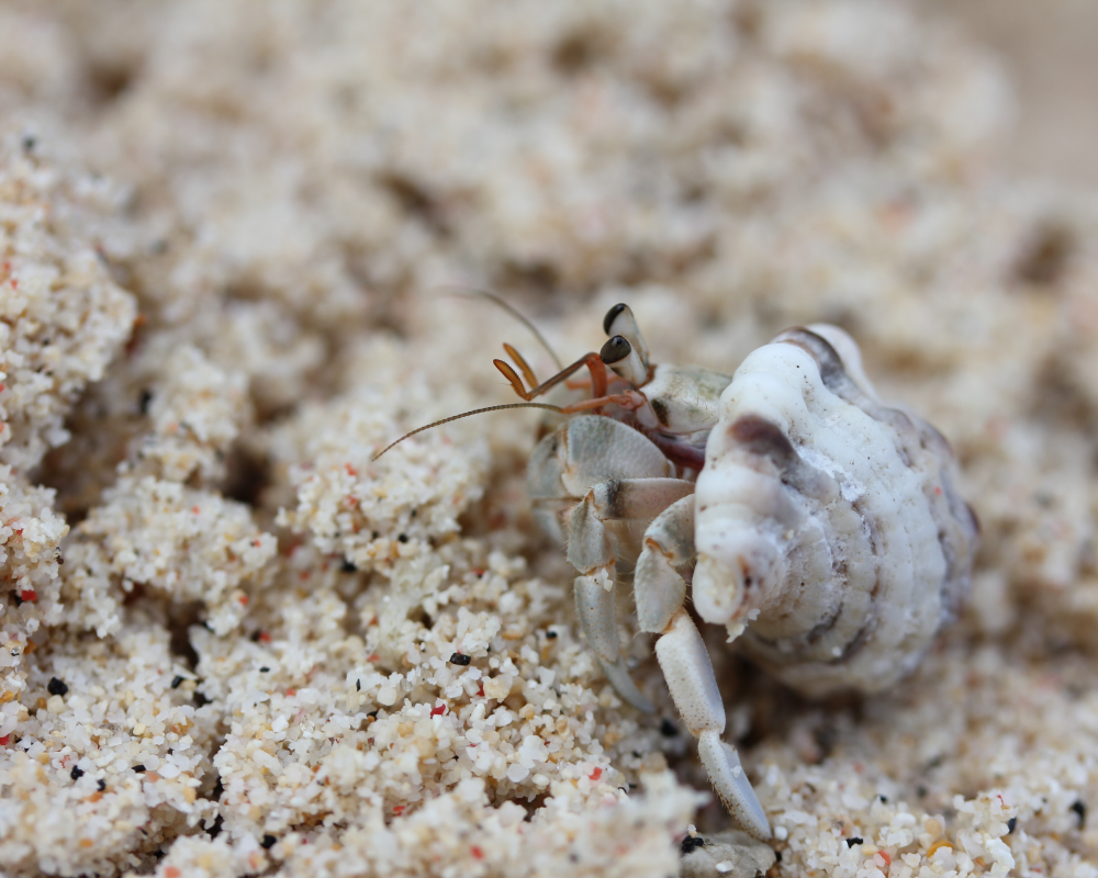 hermit crab