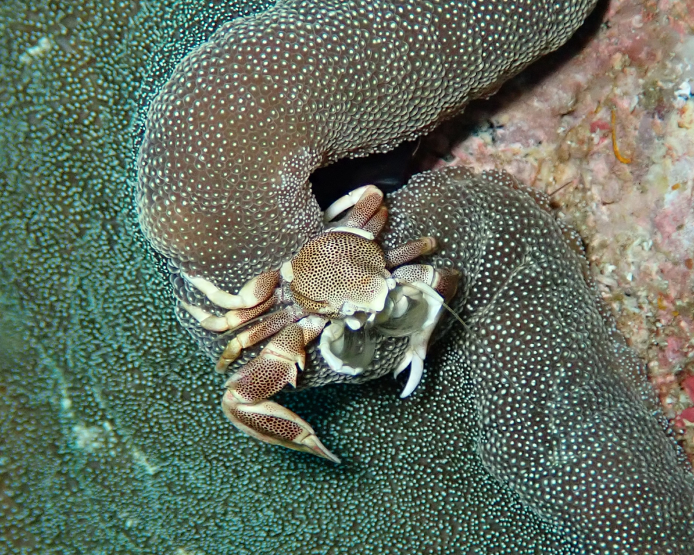 porcelain crab on an anemone