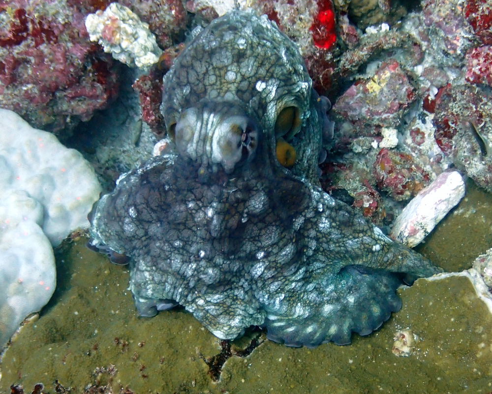reef octopus