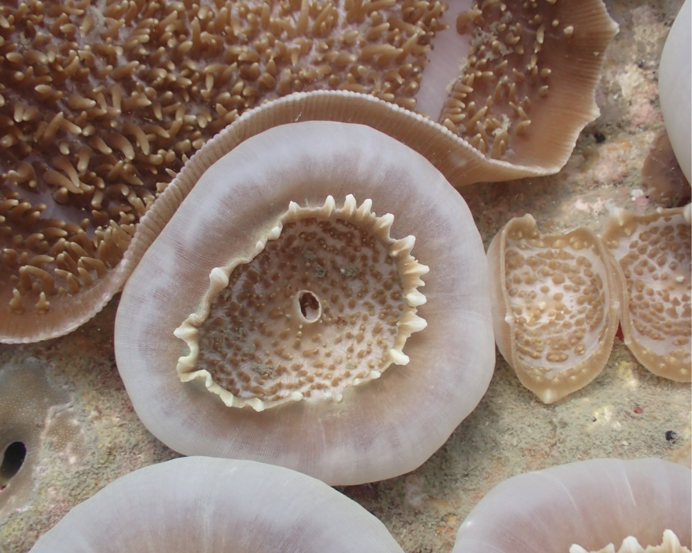 elephant ear anemone