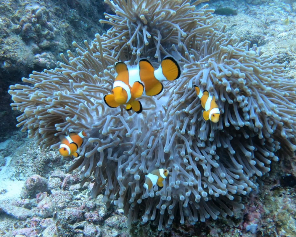clownfish aka nemo