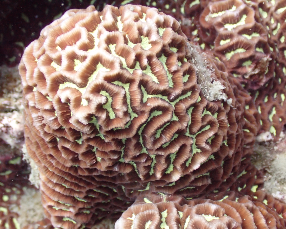 brain coral